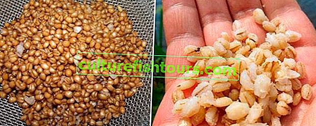 pšeničný nebo perlový ječmen