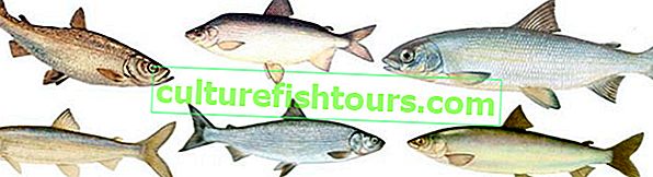 Види риб сімейства сигових