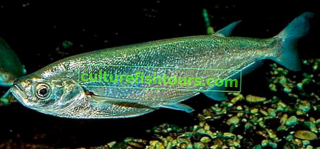 Риба sabrefish