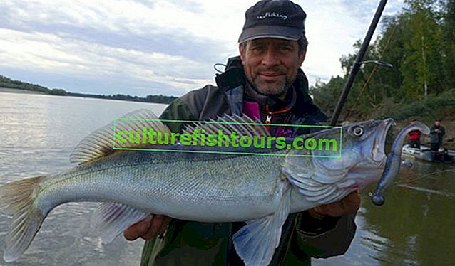 Letní rybolov na Irtysh v Omské oblasti