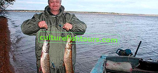 Yauzskoye rezervuarında balık tutma