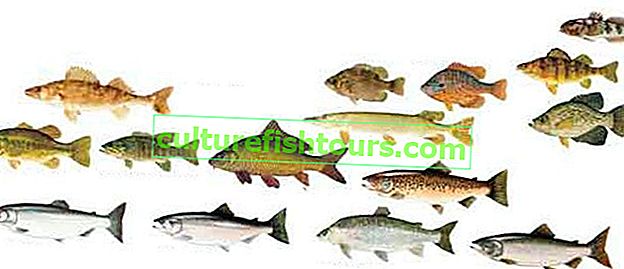 Určení věku ryb různých druhů