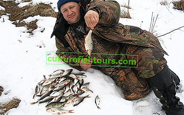 Риболов на плотва през зимата в открити води