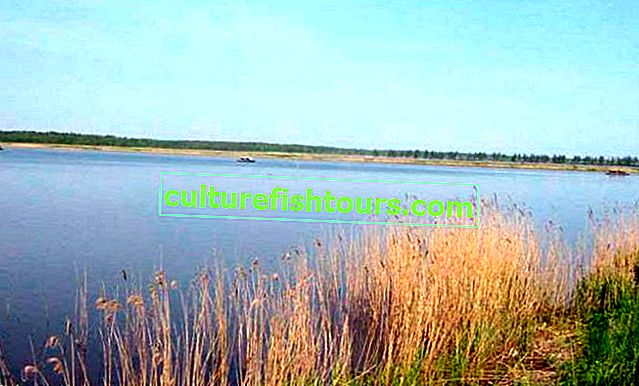 Teich der Fischfarm "Loktyshi"