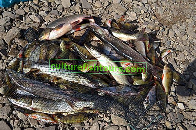 Ryby z jezer a řek oblasti Karaganda