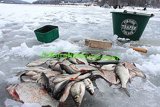 Kış balıkçılığı için yem