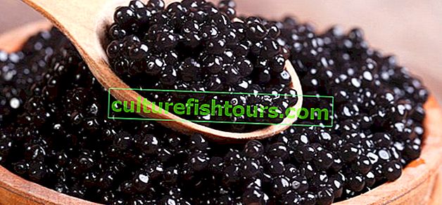 Užitečné vlastnosti černého kaviáru