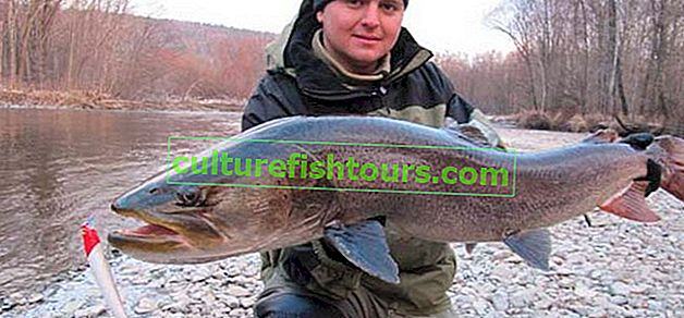 Vladivostok'ta balık tutma