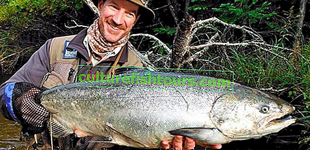 Chinook riba: što je korisno, gdje živi, ​​recepti