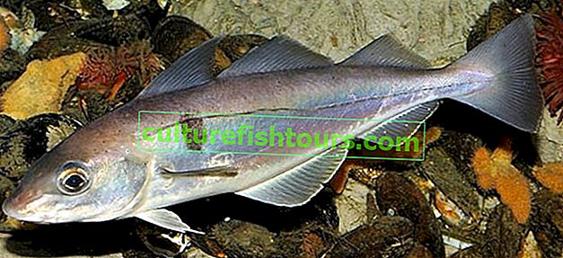 Haddock riba - korist i šteta