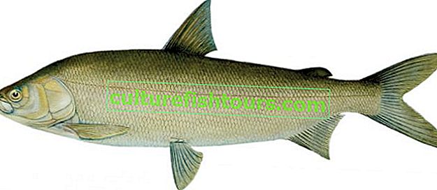 Бяла риба Усури
