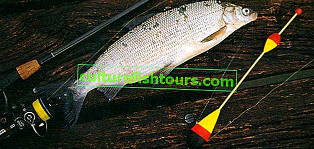 Риболов на бяла риба с плувка