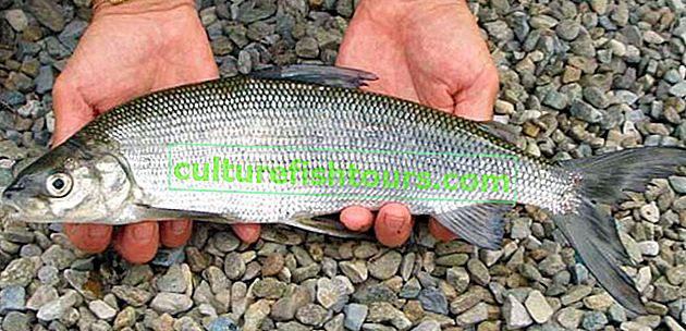 Бяла риба - информация за видовете риби