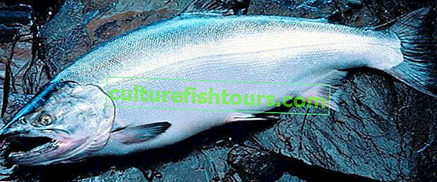 Coho Lachsfisch - Nutzen und Schaden