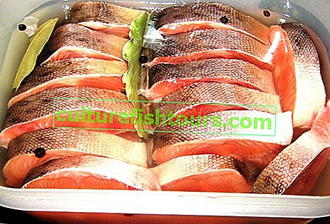 Způsob přípravy růžového lososa ve slaném nálevu s kořením