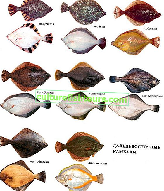  pisi balığı türleri
