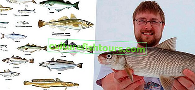 Druhy bílých ryb, jména a vlastnosti