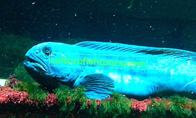 Mavi yayın balığı