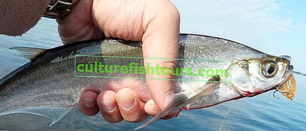 Chytání sabrefish