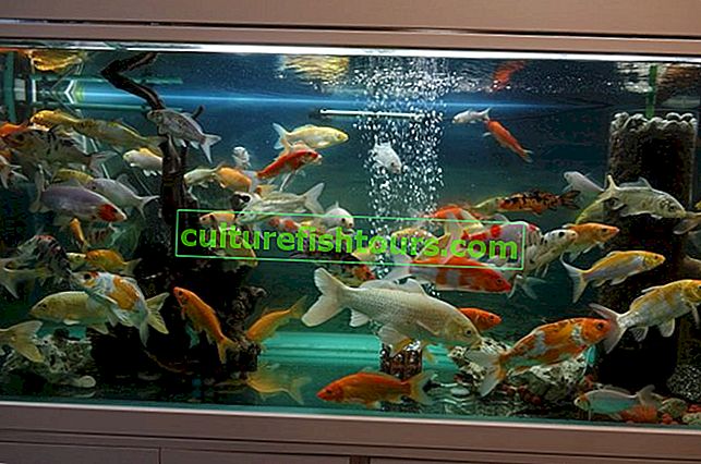 Избор на аквариум