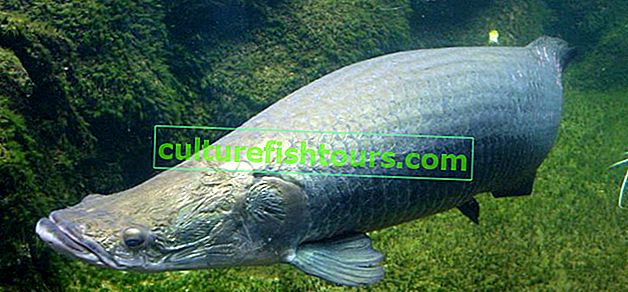 Arapaima balığı