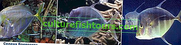 Womer: видове риби