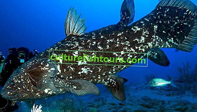 Coelacanth Fisch