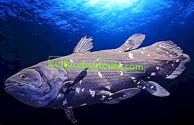 Coelacanth ne kadar yaşar