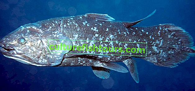 Coelacanth ryby