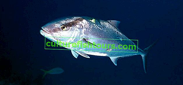 Риба лакедра (желтохвост)