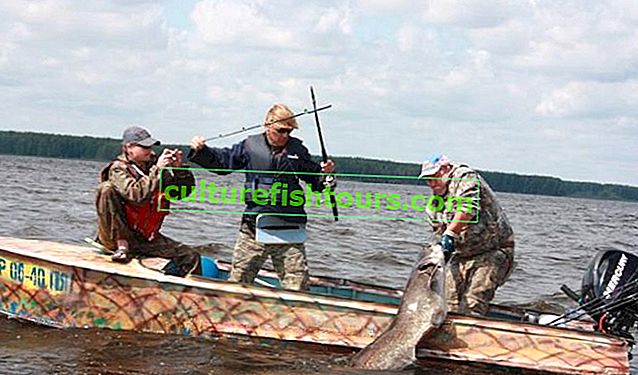 Sicherheitsmaßnahmen beim Fang von Wels von einem Boot aus