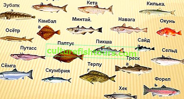 Arten von Meeresfischen