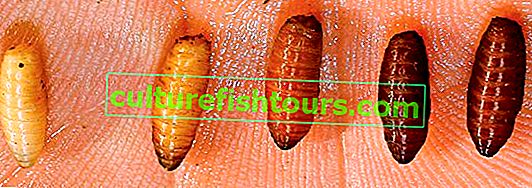 Pupa larwy (rzucająca)