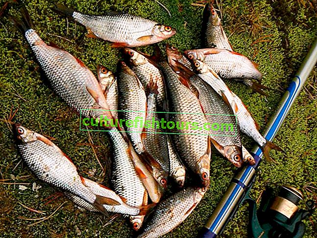 Метод за риболов на плотва
