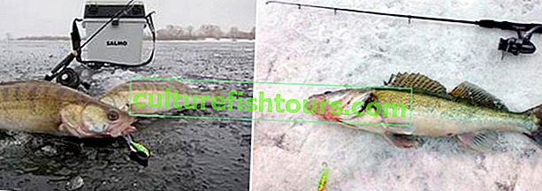 Ribolov zandera zimi - savjeti za mamac i pribor