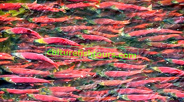 Červené ryby - druhy a jména