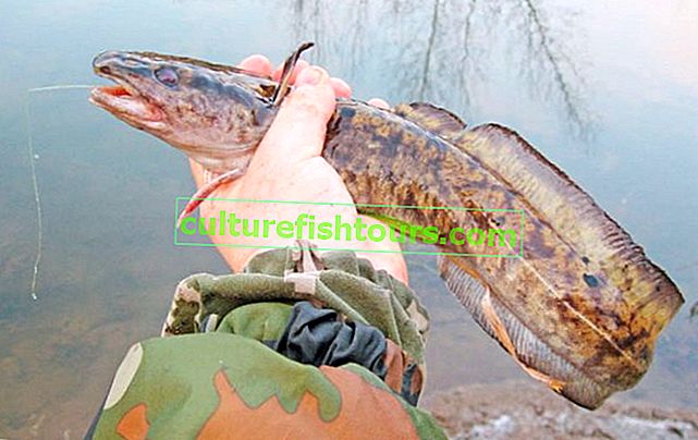 Łowienie miętusa jesienią na Oka