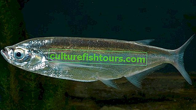Rybí sabrefish
