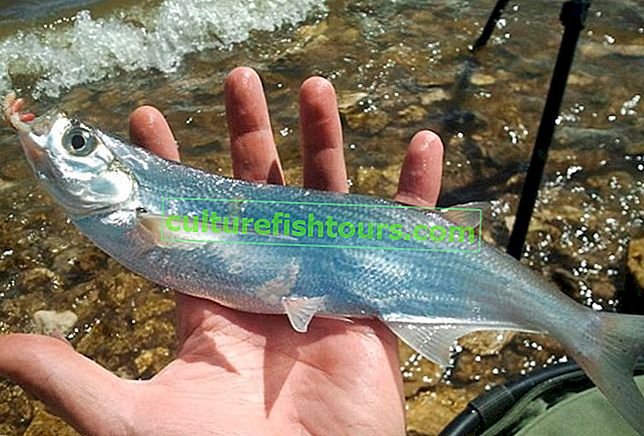 Co zjada sabrefish
